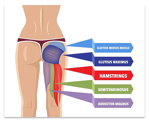 gluteus-medius