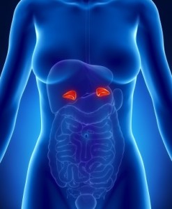 adrenal-glands_iStock_000016809102XSmall