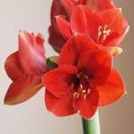 Red Amaryllis
