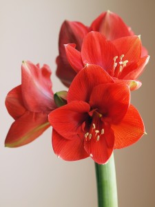 Red Amaryllis